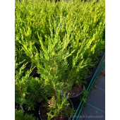 Jałowiec chiński Spartan-Juniperus chinensis