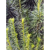 Cis pospolity Kazimierz Nowak-Taxus baccata