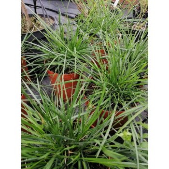 Śmiałek darniowy Goldtau - Deschampsia cespitosa