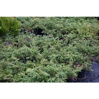 Jałowiec pospolity Repanda - Juniperus communis