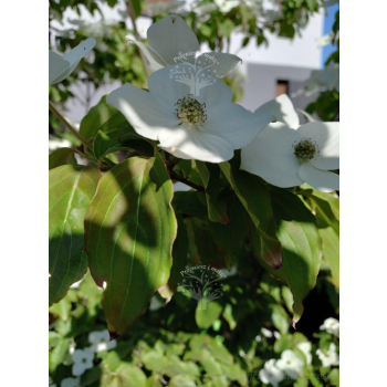 Dereń kousa-Cornus kousa var. chinensis