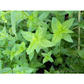 Mięta pieprzowa-Mentha x piperita