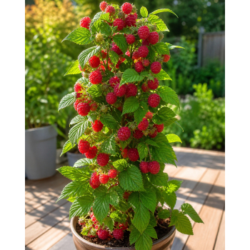 Malina Raspberry Tower - Rubus
