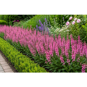 Szałwia omszona Pink Paradise - Salvia nemorosa