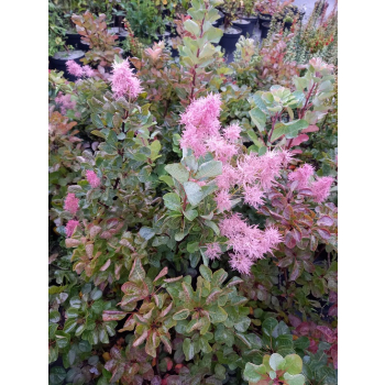 Perukowiec podolski Smokey Joe-Cotinus coggygria