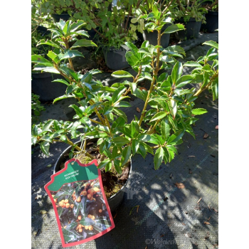 Ostrokrzew Cousin-Ilex