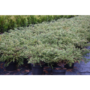 Jałowiec pospolity Repanda - Juniperus communis
