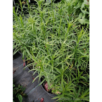 Oman wąskolistny - Inula ensifolia Compacta