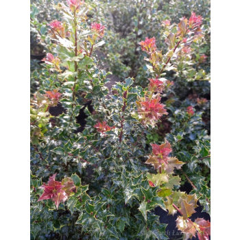 Ostrokrzew Red Beauty-Ilex