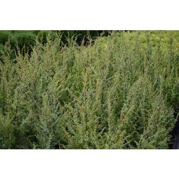 Jałowiec pospolity Hibernica - Juniperus communis