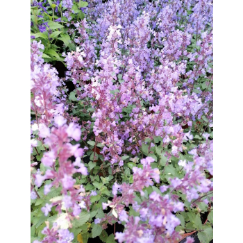 Kocimiętka Fassena Purrsian Blue - Nepeta faassenii