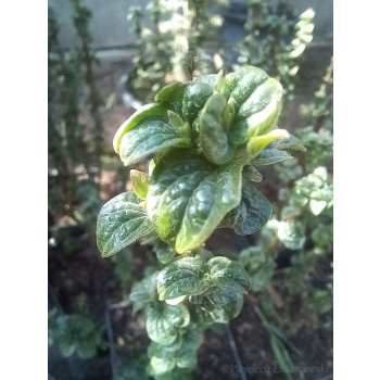 Dereń świdwa Compressa-Cornus sanguinea