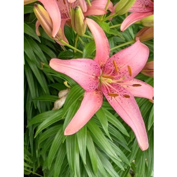 Lilia azjatycka Pink Pixie-Lilium asiatic