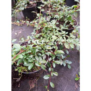 Irga Dammera Major-Cotoneaster dammeri
