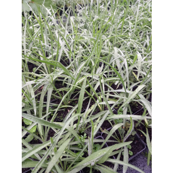 Kupidynek - Catanache caerulea