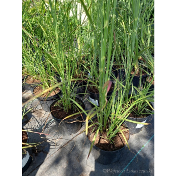 Miskant chiński Zebrinus-Miscanthus sinensis