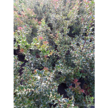 Ostrokrzew Red Beauty-Ilex