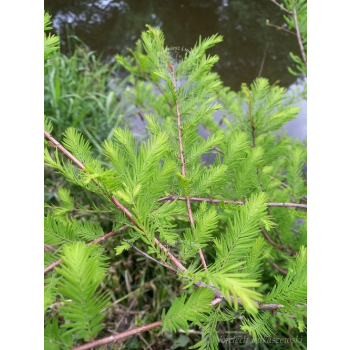 Cypryśnik błotny-Taxodium distichum