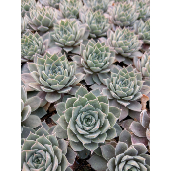 Rojnik ogrodowy Aquila - Sempervivum hybridum Rojnik ogrodowy Aquila - Sempervivum hybridum