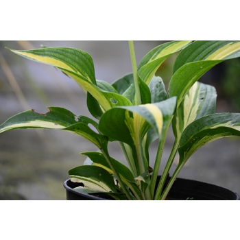 Funkia  Lakeside Paisley Print - Hosta