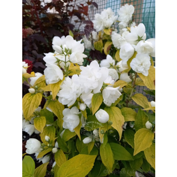 Jaśminowiec Yellow Hill-Philadelphus