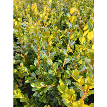 Bukszpan drobnolistny Faulkner-Buxus microphylla