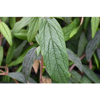 Kalina sztywnolistna - Viburnum rhythidophyllum