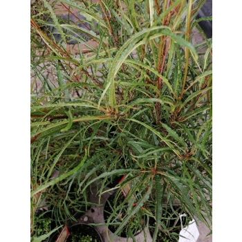 Kruszyna pospolita Aspleniifolia-Frangula alnus