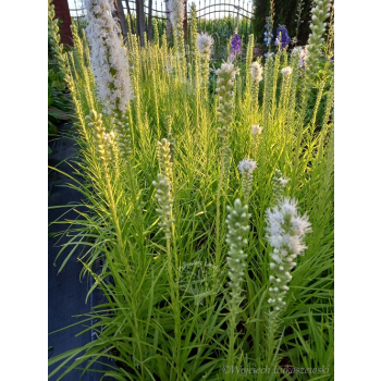 Liatria kłosowa biała-Liatris spicata