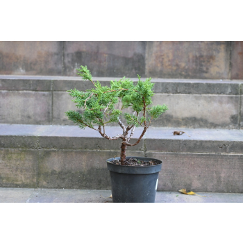 Jałowiec chiński Shimpaku - Juniperus chinensis 0083