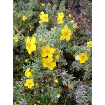 Pięciornik krzewiasty Goldfinger-Potentilla fruticosa