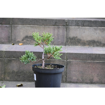Jalowiec łuskowy Holger - Juniperus squamata 0002