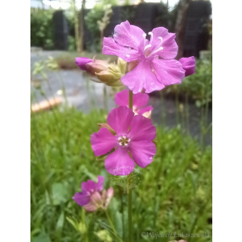 Firletka smółka-Lychnis viscaria