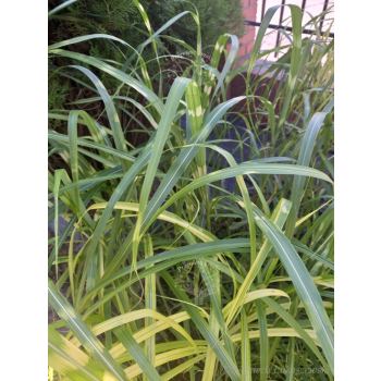 Miskant chiński-Miscanthus sinensis Giraffe