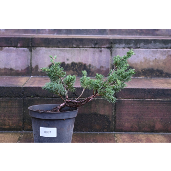 Jałowiec chiński Shimpaku - Juniperus chinensis 0087