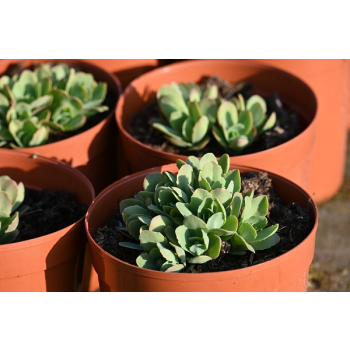 Rozchodnik okazały Meteor - Sedum spectabile