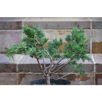Jałowiec chiński Shimpaku - Juniperus chinensis 0090