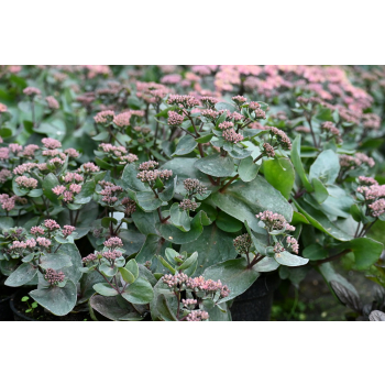 Rozchodnik ogrodowy Globe Purple - Sedum hybridum