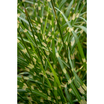 Miskant chinski Little Zebra - Miscanthus sinensis