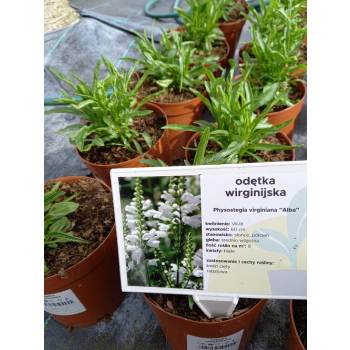 Odętka wirginijska Alba - Physostegia virginiana