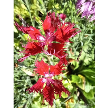 Goździk wspaniały-Dianthus superbus