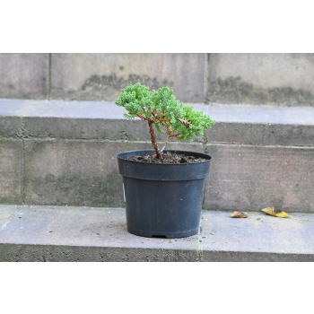 Jałowiec rozesłany Nana - Juniperus procumbens 0020
