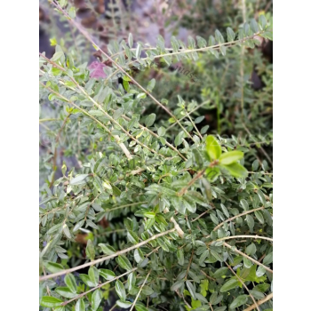 Suchodrzew mirtolistny-Lonicera nitida