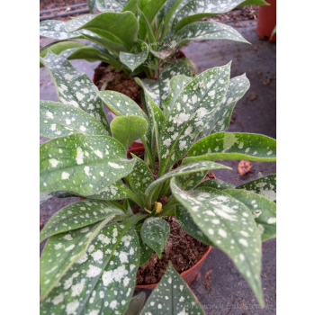 Miodunka wąskolistna-Pulmonaria angustifolia Twinkle Toe