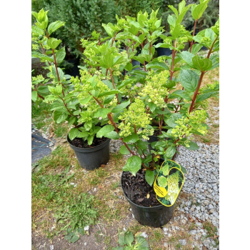 Hortensja bukietowa Magical Moonlight-Hydrangea paniculata
