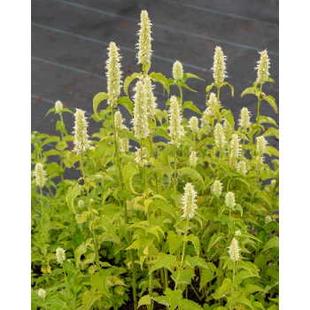 Kłosowiec pomarszczony Alabaster - Agastache rugosa