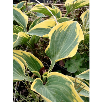 Funkia First Frost - Hosta