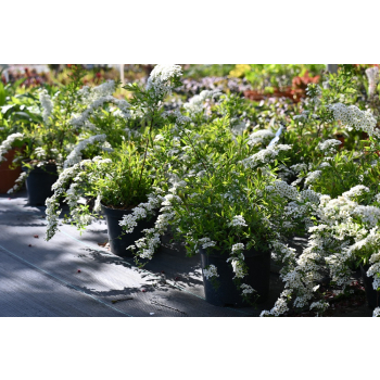 Tawuła szara Grefsheim - Spiraea cinerea