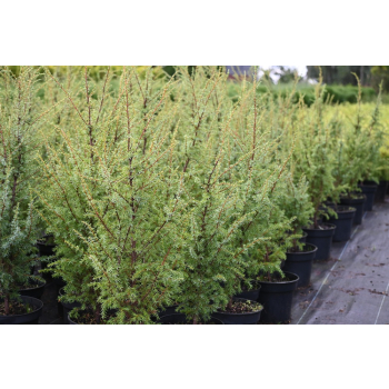 Jałowiec pospolity Hibernica - Juniperus communis