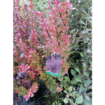 Berberys Thunberga Helmond Pillar - Berberis thunbergii